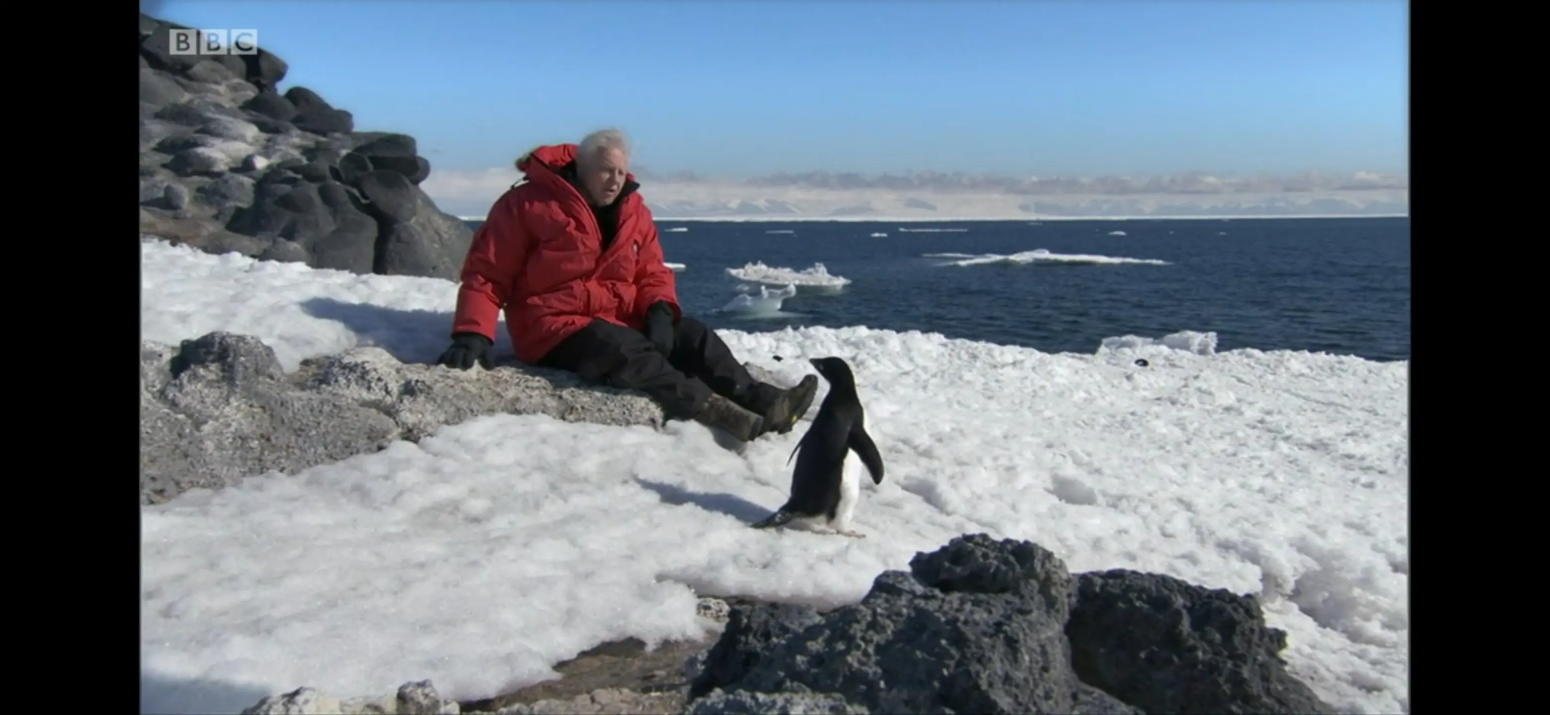 Adélie penguin (Pygoscelis adeliae) as shown in Frozen Planet - On Thin Ice
